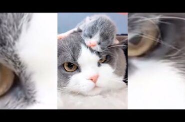 Cute Cats and Cute Dogs new videos 2020 || Cute cats || Cute dogs