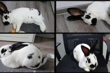 Soothing Piano Music) How to Relax. For Relaxing Deep Sleep Meditation. Rabbit, Bunny. Stress Relief