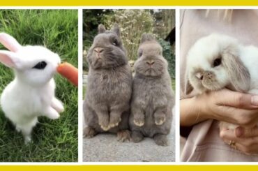 😍 CUTE BUNNIES Tik Tok cute moment of the rabbits Videos Compilation Cutest Animals On Earth 😍