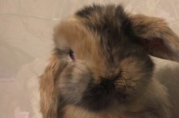 AK2342 “Bunnies Max the Cute-Factor”