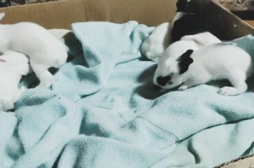 My Cutie Baby Bunnies 😍