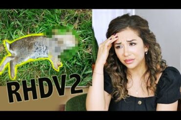 RABBITS ARE DYING EVERYWHERE! THE TRUTH ABOUT RHDV2