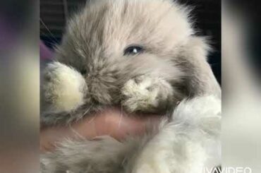 Cute baby bunnies 🐰