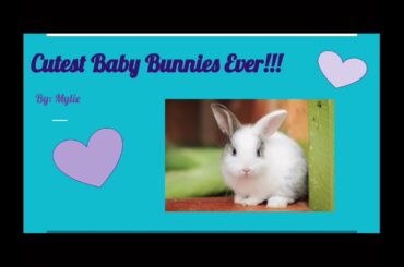 Cute Bunny Pics!!!