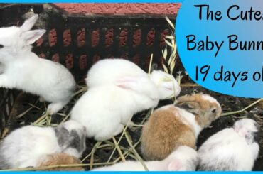 The Cutest Baby Bunnies 19 days old 🐇 Cute Baby Rabbits 🐇 Baby Animal Video Compilation 2020
