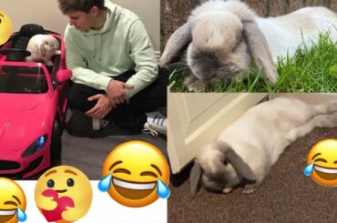 Funny/Cute Rabbit Compilation ( Oreo edition )
