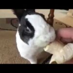 Rabbit video, baby rabbit