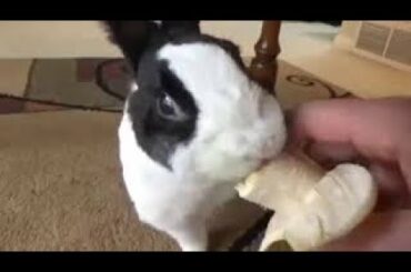 Rabbit video, baby rabbit