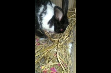 New born baby rabbits / Cute rabbits