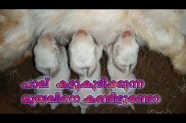 milk feeding for baby rabbits #animals #amazingvideo