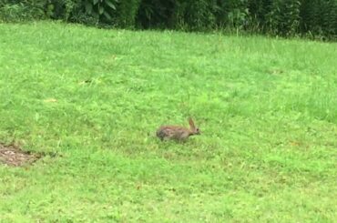 Cute Rabbit likes my backyard