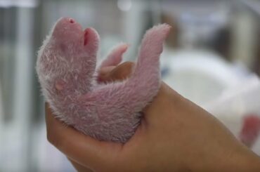 Newborn Panda Reunited With Mother | Panda Babies | BBC Earth
