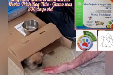 Rabbit Tricks Gizmo Earns Intermediate Trick Dog Title @ 358 days old @ DMWYD title holders list