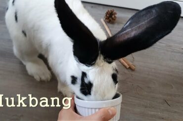 Rabbit Sounds) Joey is Eating Very Well! And Smart! Giant but not Fat. Cute~ Bunny Care Video