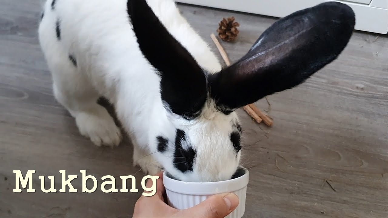 Rabbit Sounds) Joey is Eating Very Well! And Smart! Giant but not Fat. Cute~ Bunny Care Video