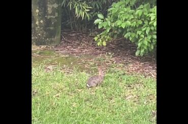 Baby rabbits at the park!