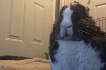 Cute Bunny Washing Herself