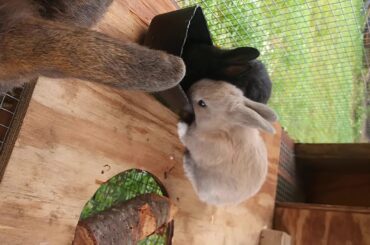 Baby rabbits finally getting out of their little box after a few cup a couple weeks