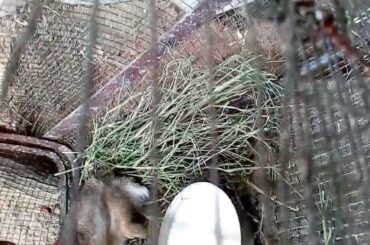 Cute rabbit part-3||NAGANSUR