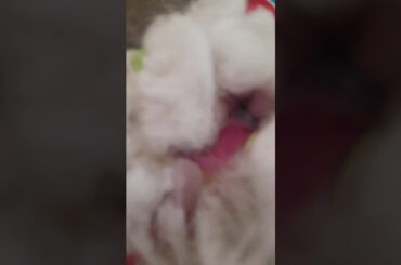 my cutu baby rabbits activity. They are so cute