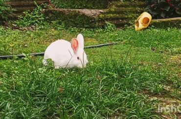 Cute rabbit eating grass