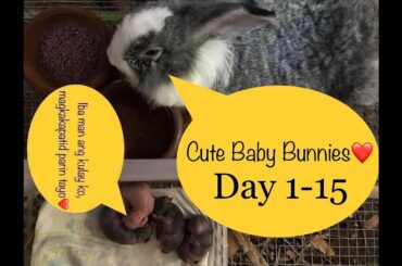 Cute Baby Bunnies- Day 1-15