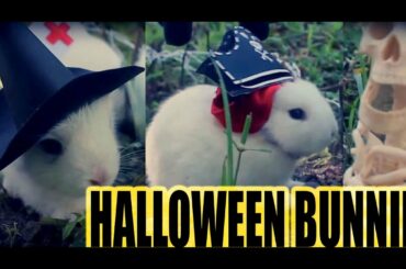Bunny Trick or Treat - Halloween Baby Rabbits - ft. Enderman