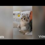 Funny Animals videos  |  cute rabbit funny animal video  |  27May2020   |   Cats Videos