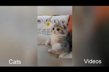 Funny Animals videos  |  cute rabbit funny animal video  |  27May2020   |   Cats Videos