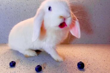 Bunny Eating Juicy Berries ASMR