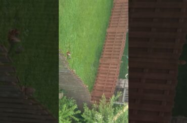 I found a baby bunny so so cute