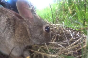Wild Baby Bunnies - Too Cute