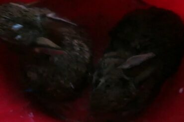 rescuing baby bunnies that lost there mom part two