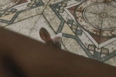 Bunny dancing in happiness...... Lockdown days with cute bunny.....