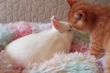 Cute bunny kissed by funny kitten-funny pets brand new video Rabbits-cats-playing