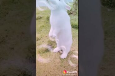 What a cute rabbit!😍😍😍😍😍😍😍🥰🥰🥰🥰🥰🥰🤩🤩🤩🤩