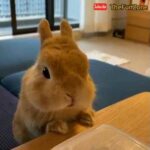 Cute little bunnies/ cuteness overloaded/ Cute Rabbits compilation