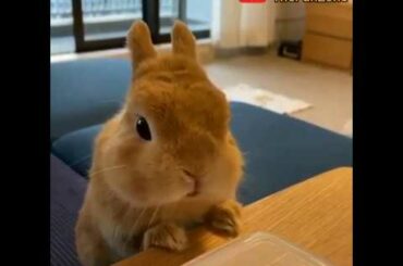 Cute little bunnies/ cuteness overloaded/ Cute Rabbits compilation