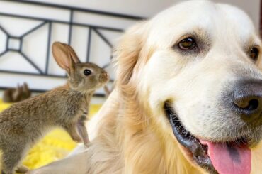Baby Bunnies and Golden Retriever - Amazing Friendship
