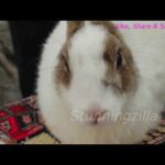 Funny And Cute Rabbits | Stunningzilla