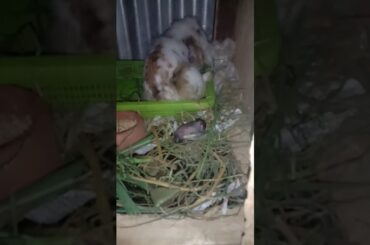 Finally Ella her first one and only baby bunny cute😍😍😘😘