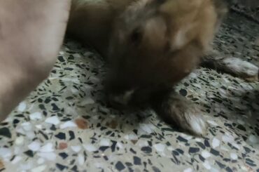 My Little Baby Rabbit is Sick 😢