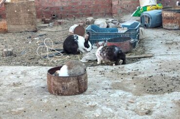 A cute bunny sits on a plate