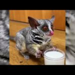 Funny Animals video 2020 || Funny and Cute animals