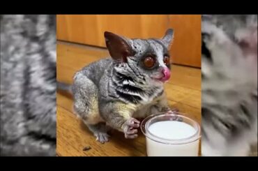 Funny Animals video 2020 || Funny and Cute animals