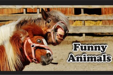 Funny Animals new videos 2020 || Try Not To Laugh Challenge