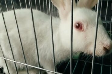 Rabbit's First Day At My Home || White Baby Rabbit || Cute Bunny Rabbit || Parker The Bunny Rabbit