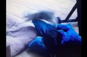 Rabbit's BFF is a Dog; Cutest Video Ever; ft. Jet n' Jumpy