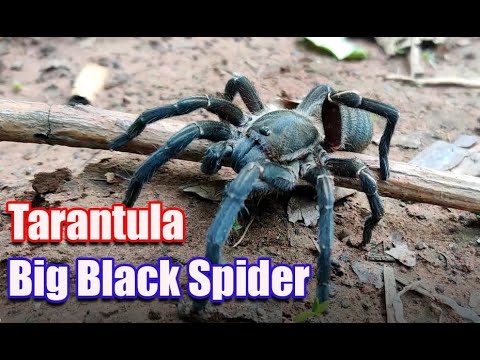 Cambodian Large Black Spider Tarantula  - Rarely Spider In The World