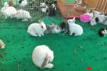 Lovely Babies Rabbit | កូនទន្សាយស្អាតៗណាស់🐇🐇🐇 |